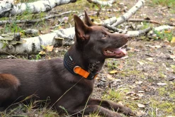 Icepeak Pet CombCollar