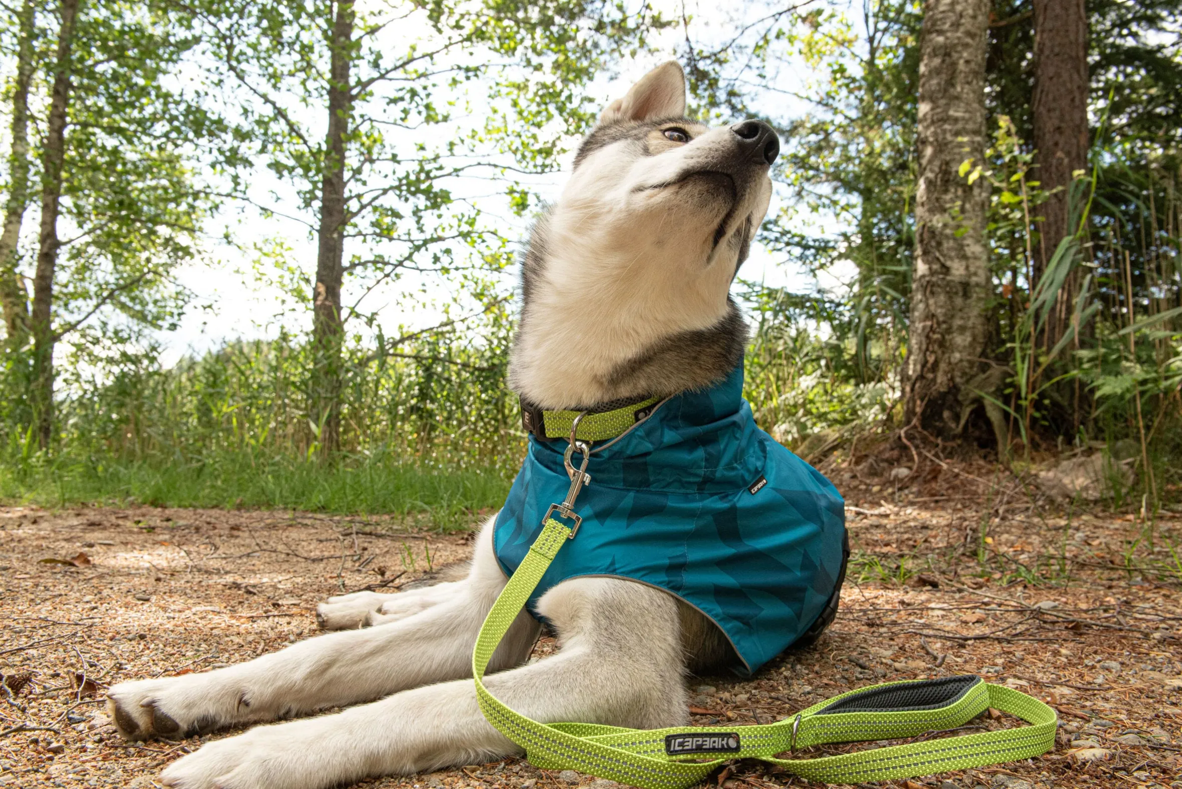 Icepeak Pet Grand x leash