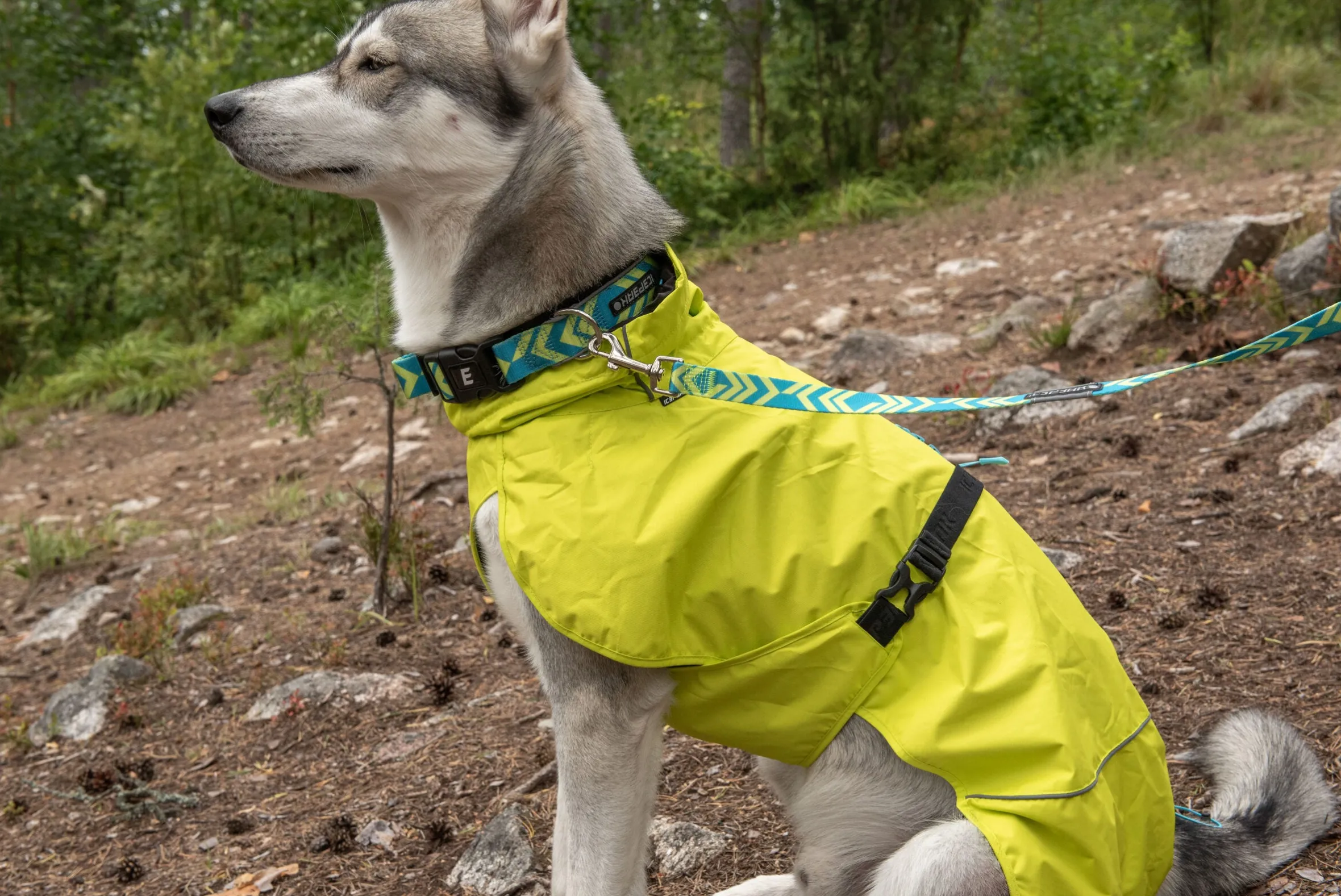 Icepeak Pet Live leash