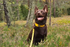 Rukka Pets Biodipro Collar