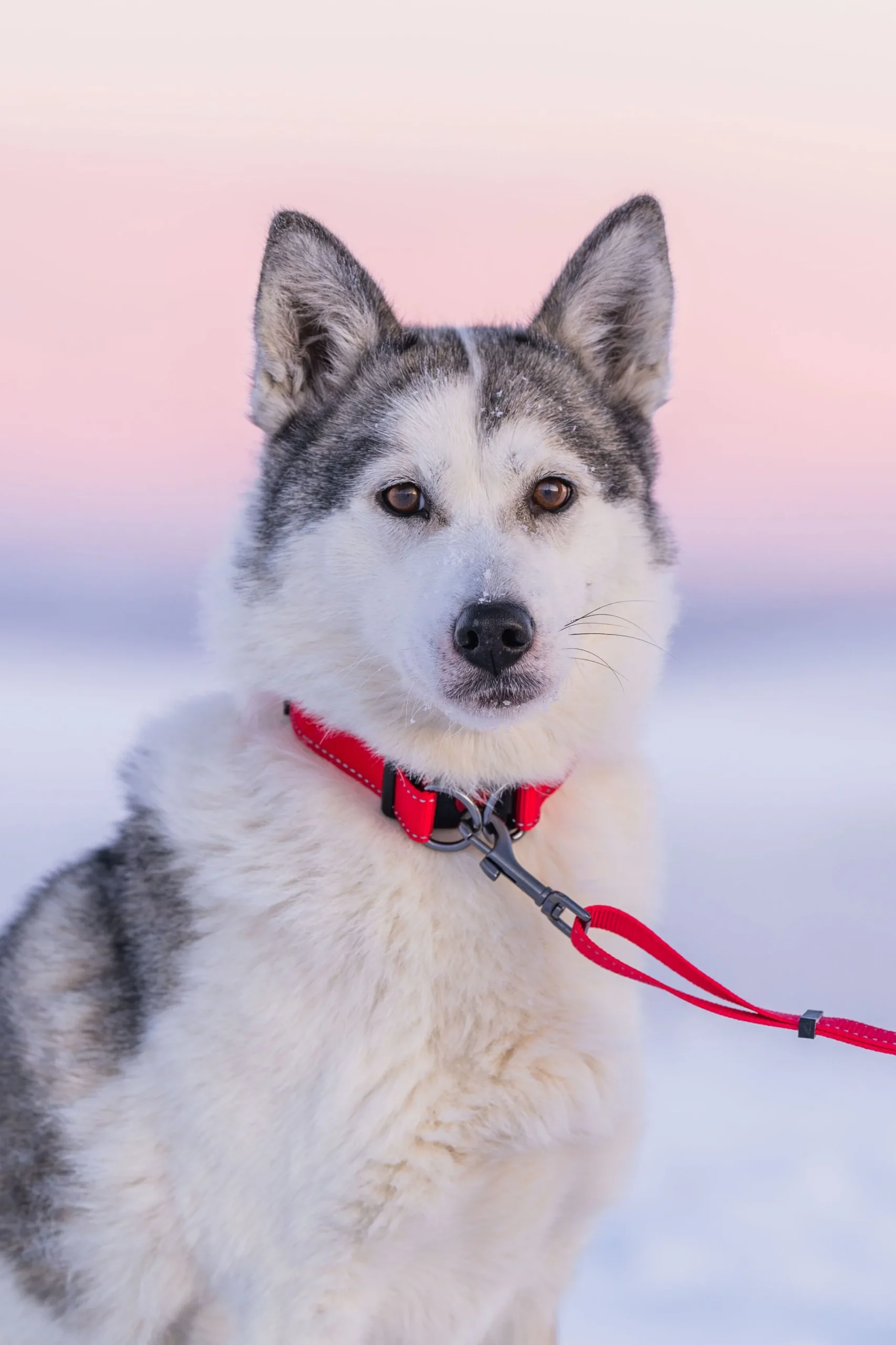 Rukka Pets Bliss collar