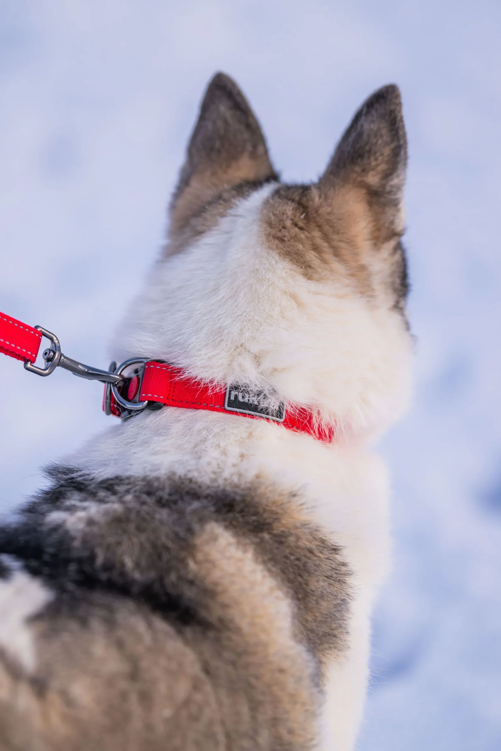Rukka Pets Bliss collar