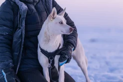 Rukka Pets Bliss Harness