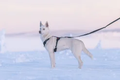 Rukka Pets Bliss Harness