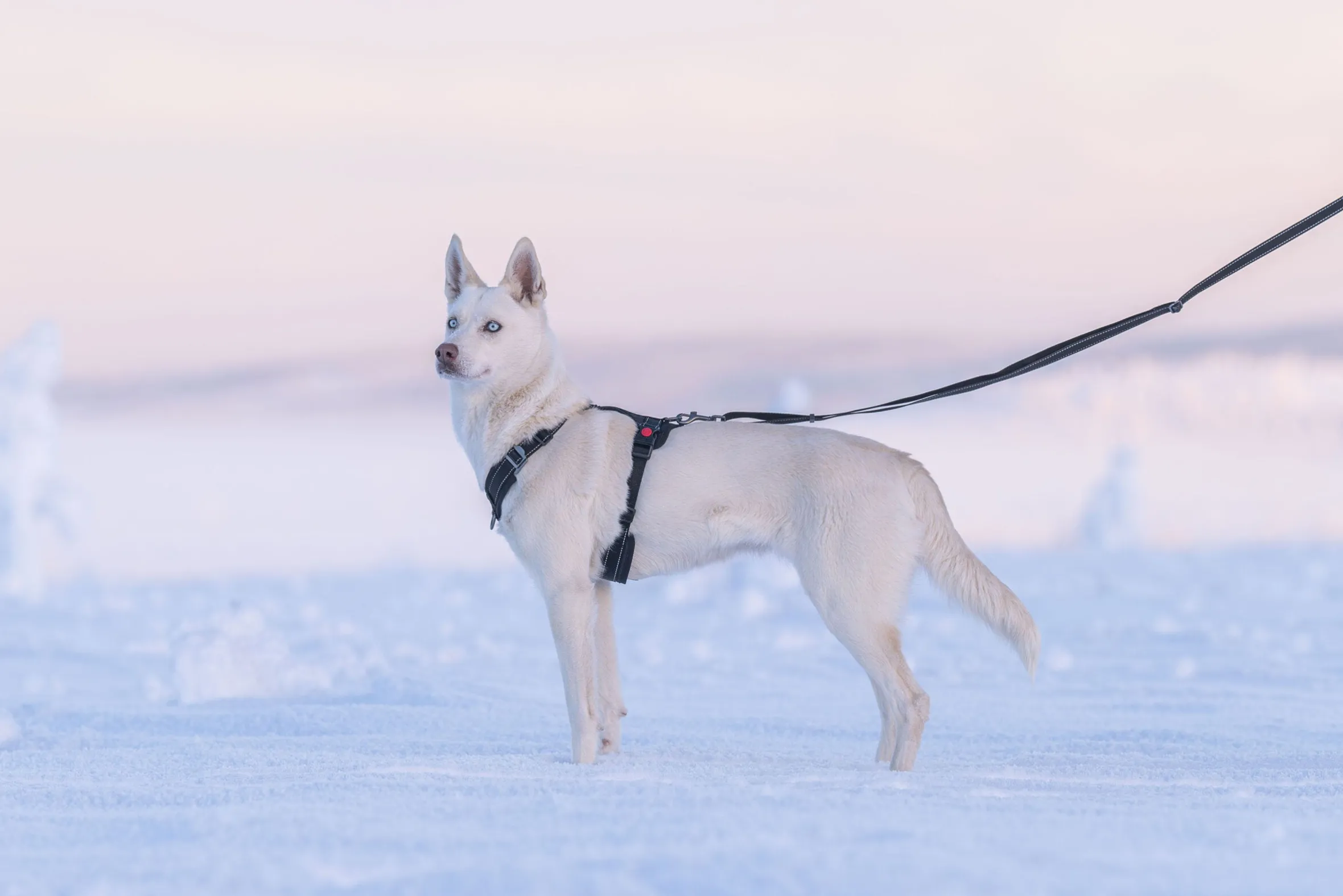 Rukka Pets Bliss Harness