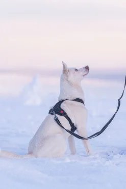 Rukka Pets Bliss Harness