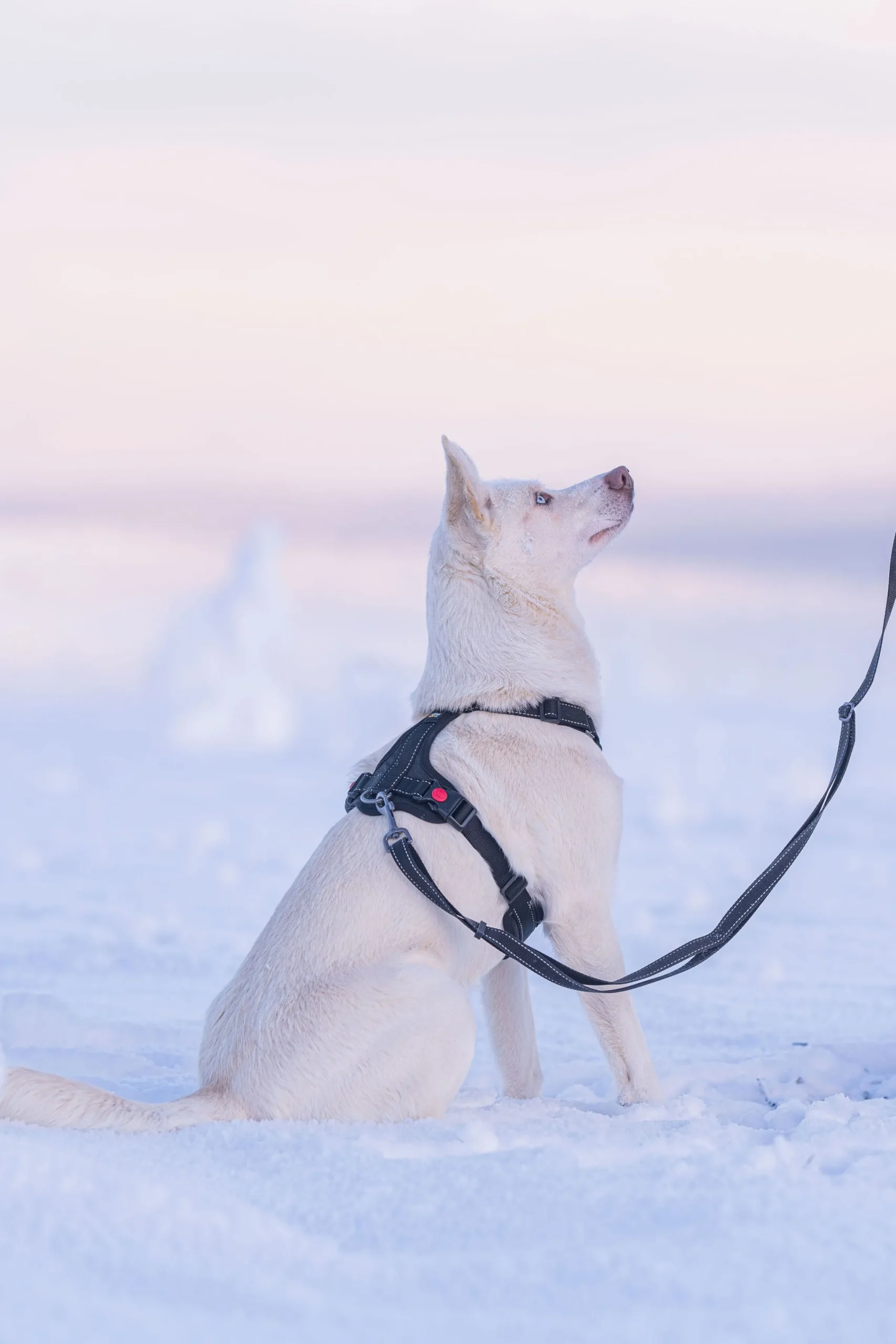 Rukka Pets Bliss Harness