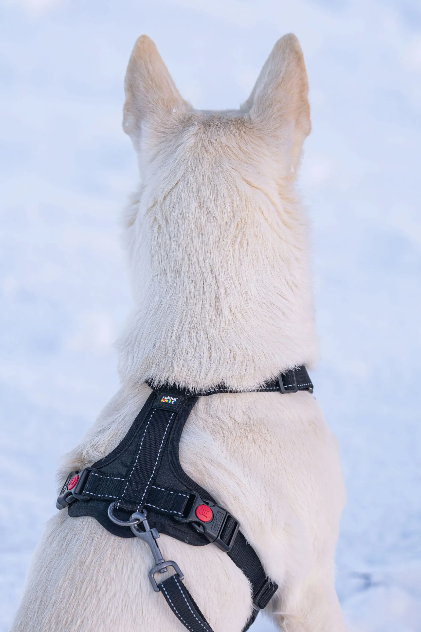 Rukka Pets Bliss Harness