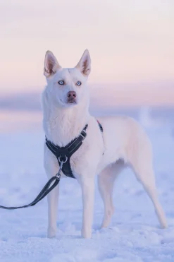 Rukka Pets Bliss Harness