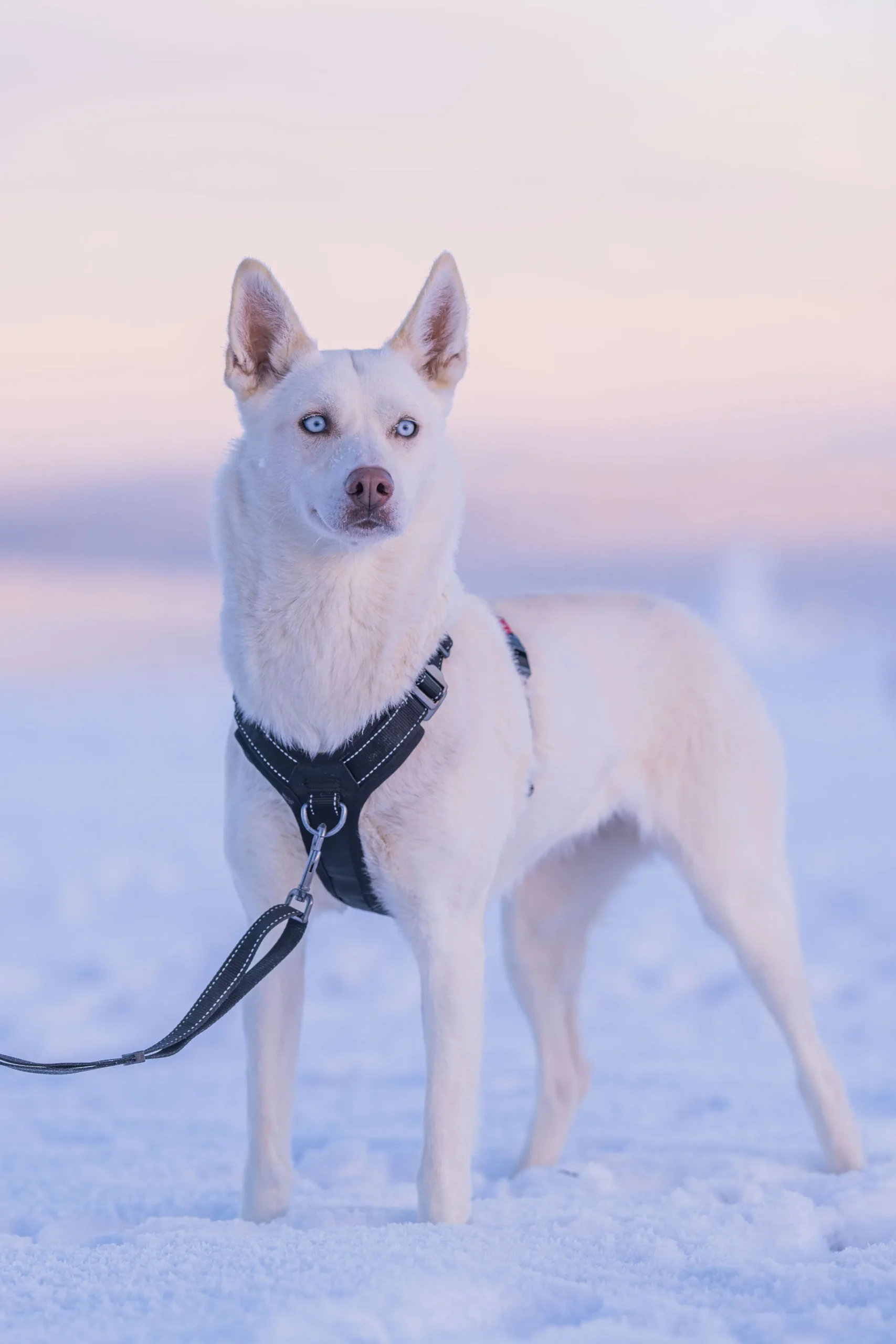 Rukka Pets Bliss Harness