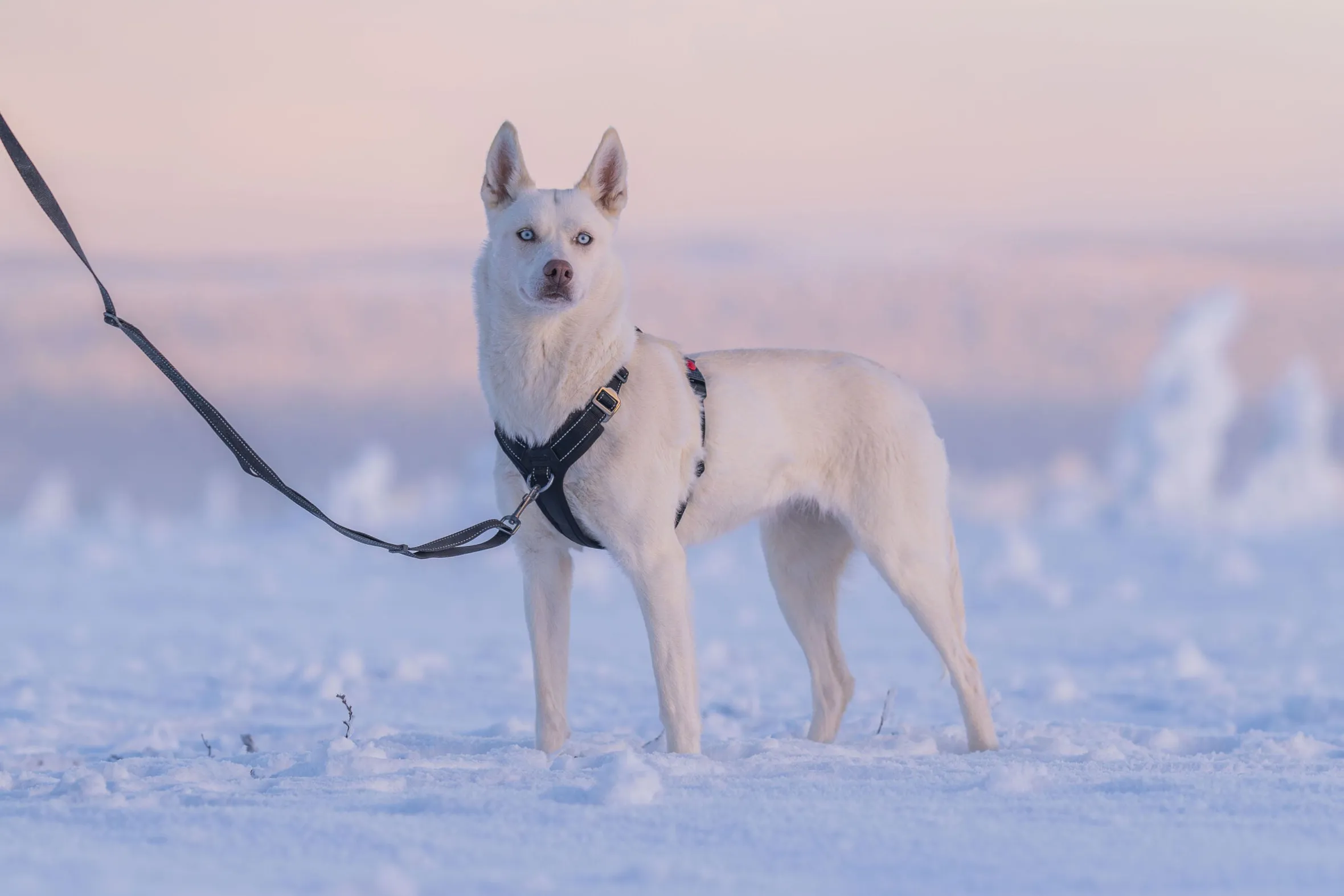 Rukka Pets Bliss Harness
