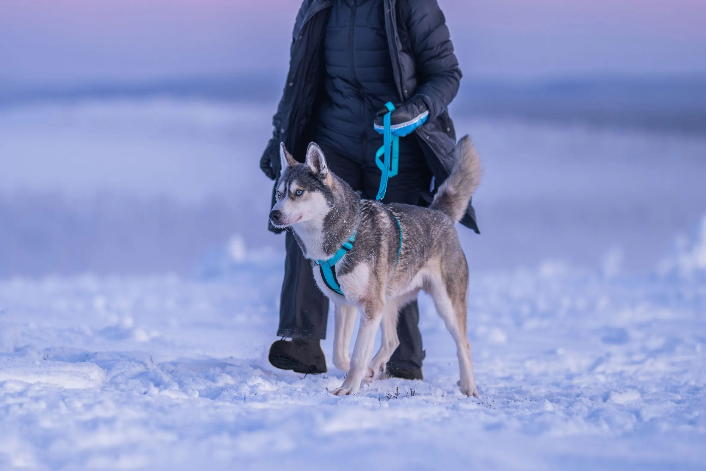 Rukka Pets Bliss leash