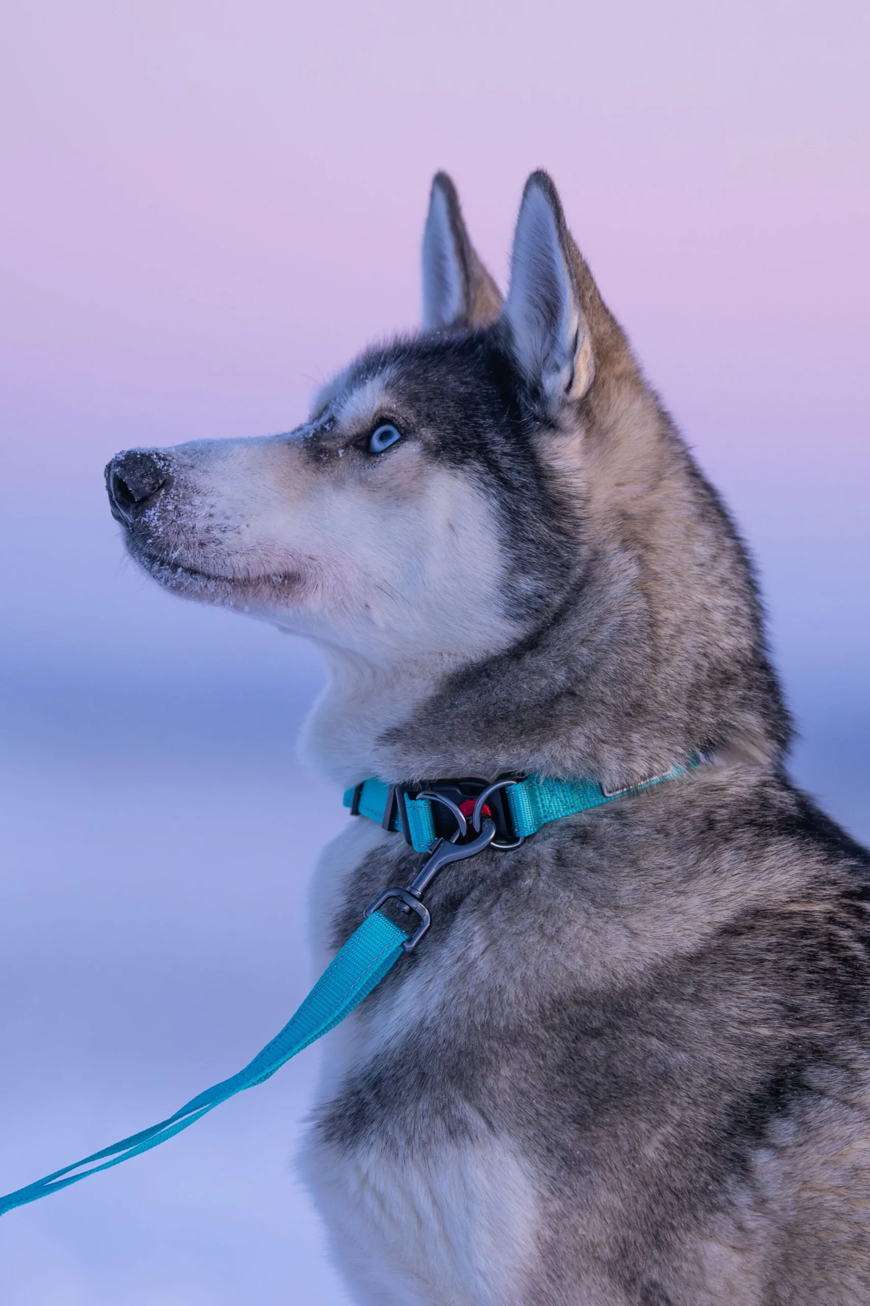 Rukka Pets Bliss leash