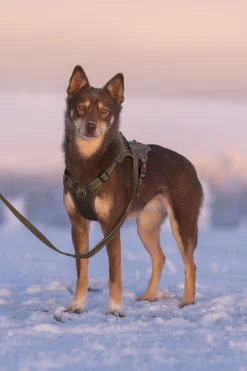 Rukka Pets Bliss x trek Harness