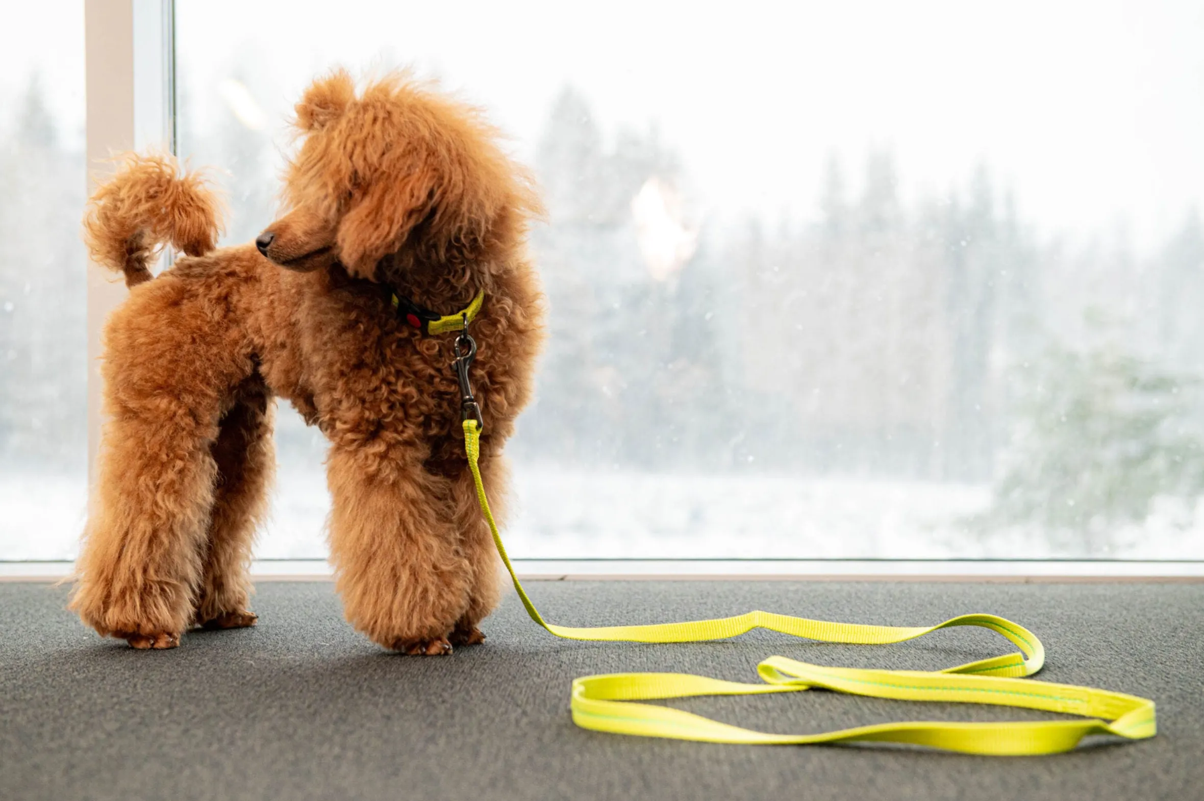 Rukka Pets Cheery tiny leash