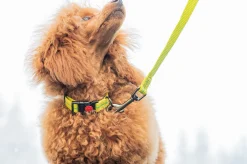 Rukka Pets Cheery tiny leash