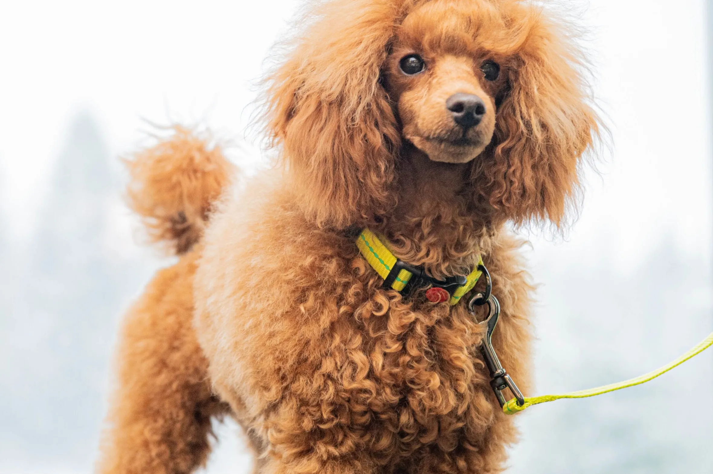 Rukka Pets Cheery tiny leash