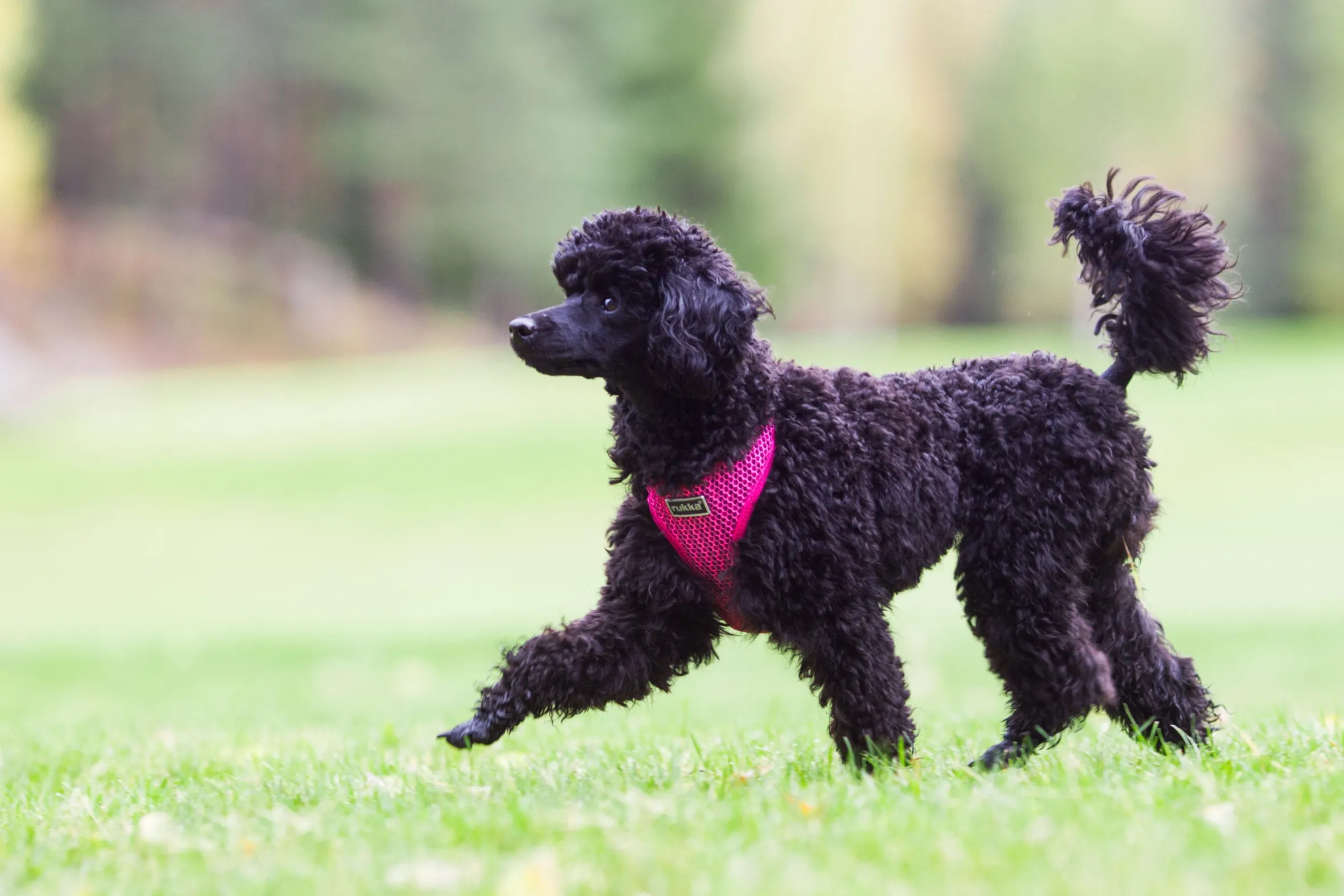 Rukka Pets Comfort air harness