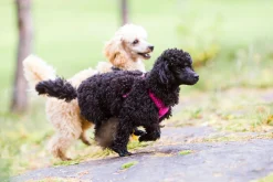 Rukka Pets Comfort air harness