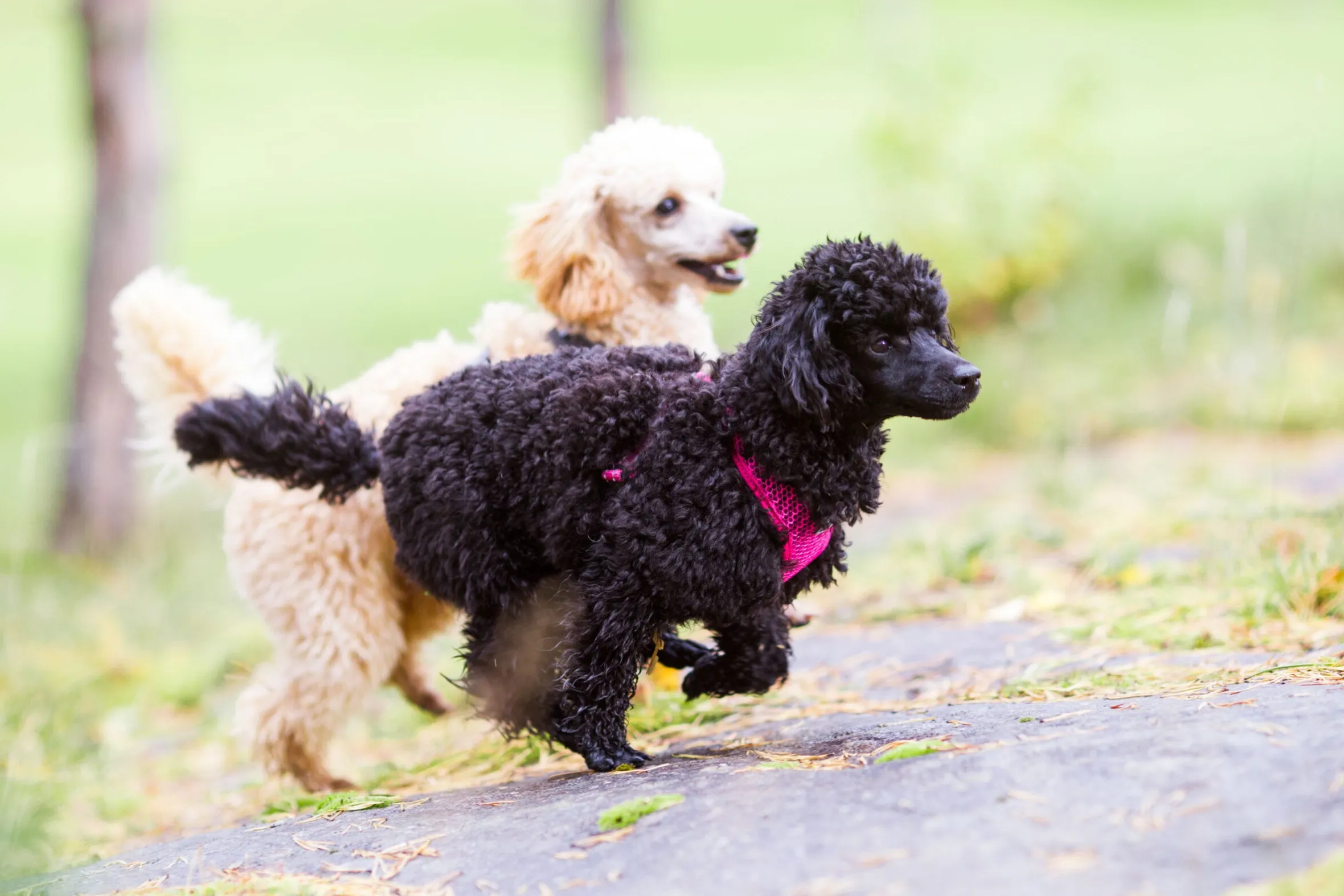 Rukka Pets Comfort air harness