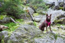 Rukka Pets Comfort air harness