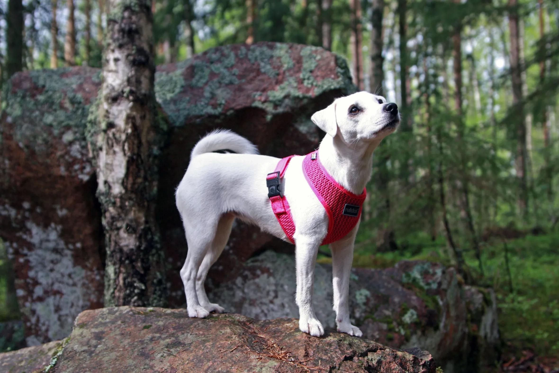 Rukka Pets Comfort air harness