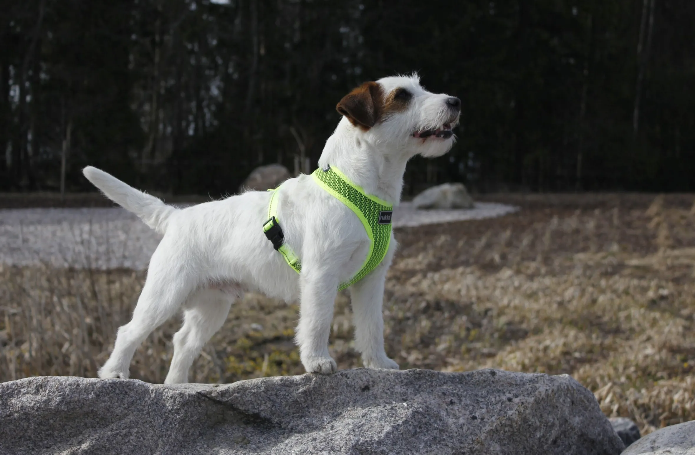 Rukka Pets Comfort air harness