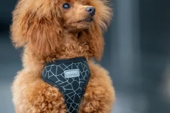 Rukka Pets Cube mini harness
