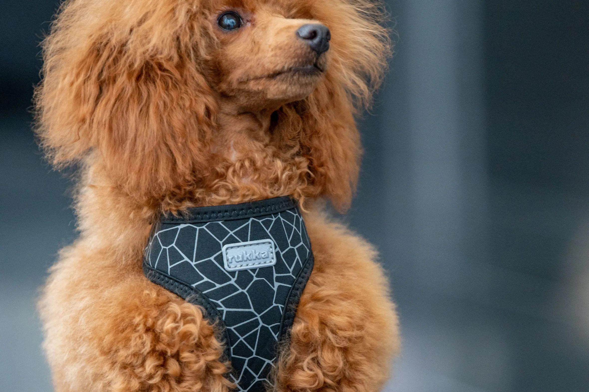 Rukka Pets Cube mini harness