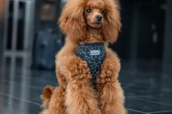 Rukka Pets Cube mini harness