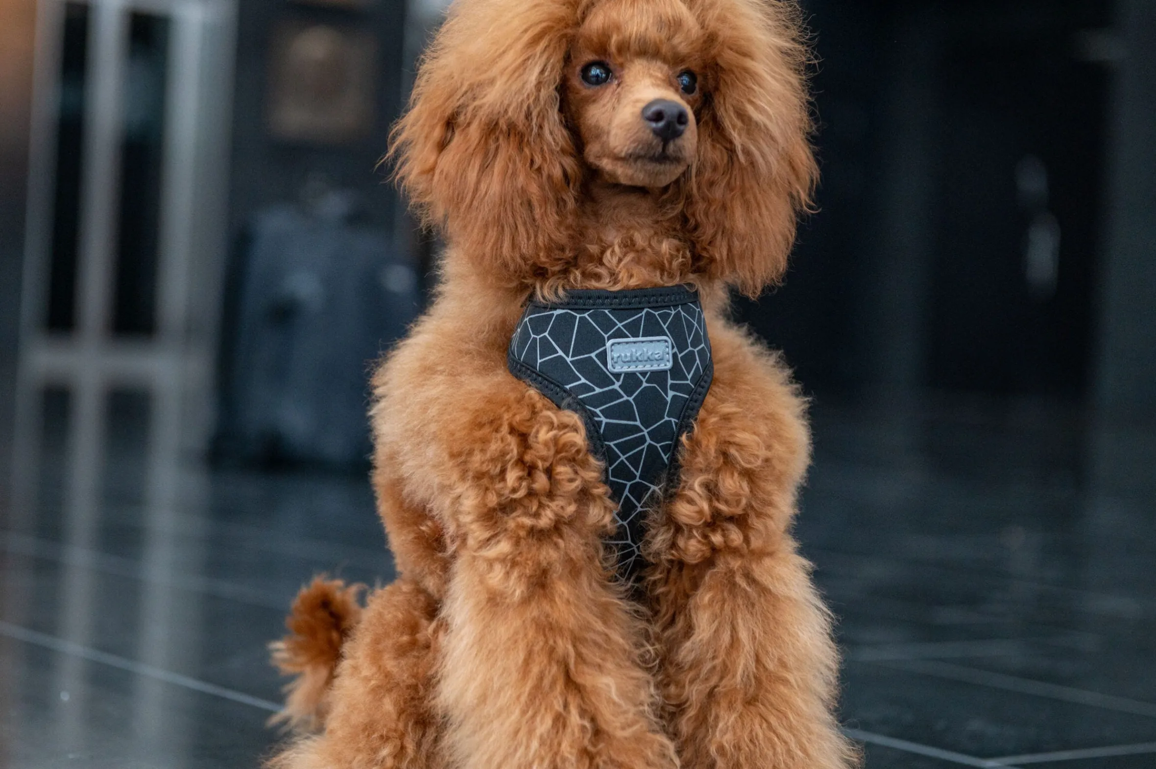 Rukka Pets Cube mini harness