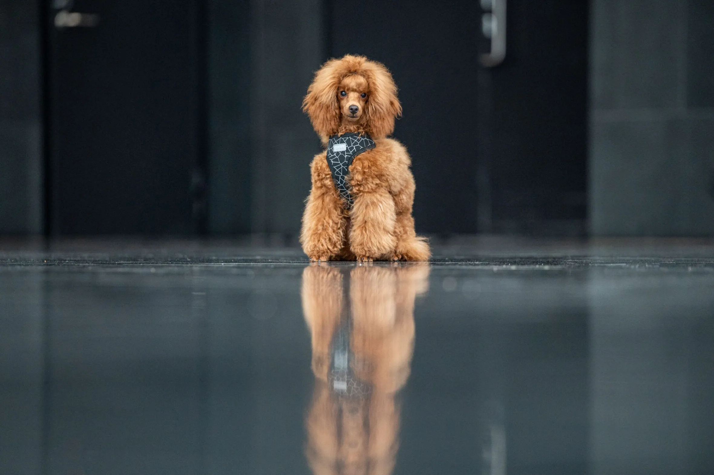 Rukka Pets Cube mini harness