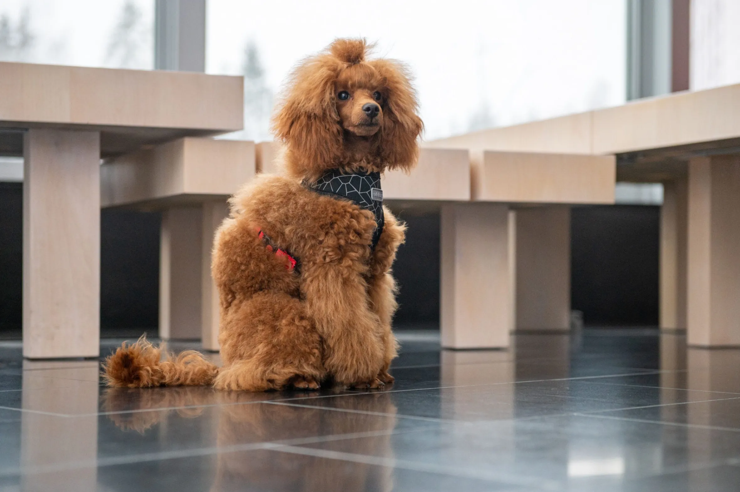 Rukka Pets Cube mini harness