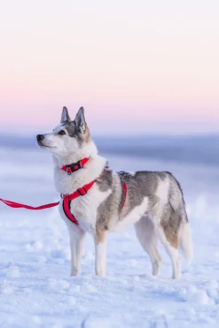 Rukka Pets Form harness