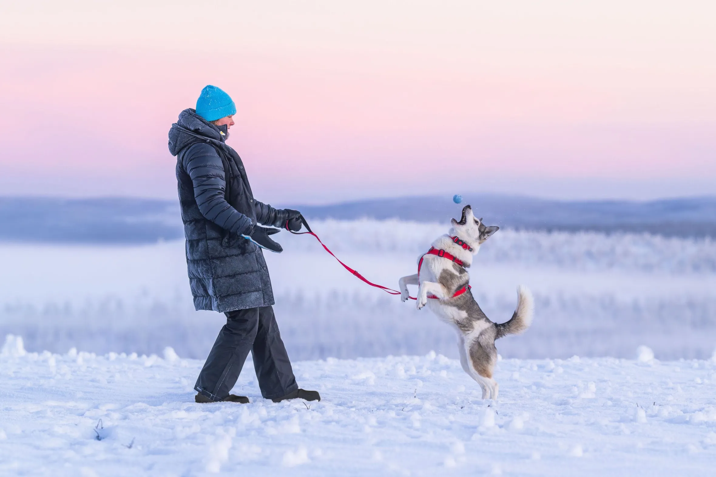 Rukka Pets Form harness