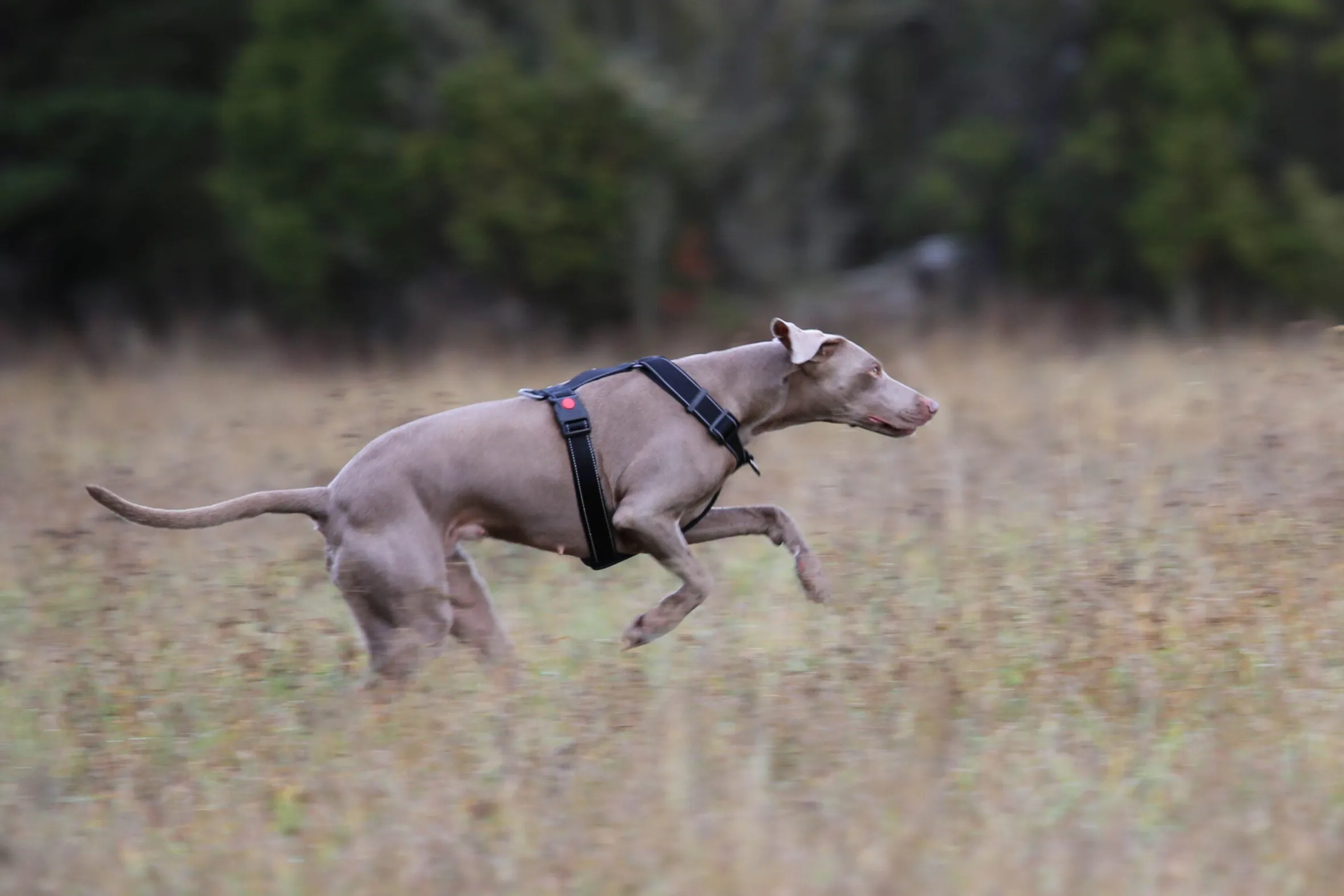 Rukka Pets Form harness