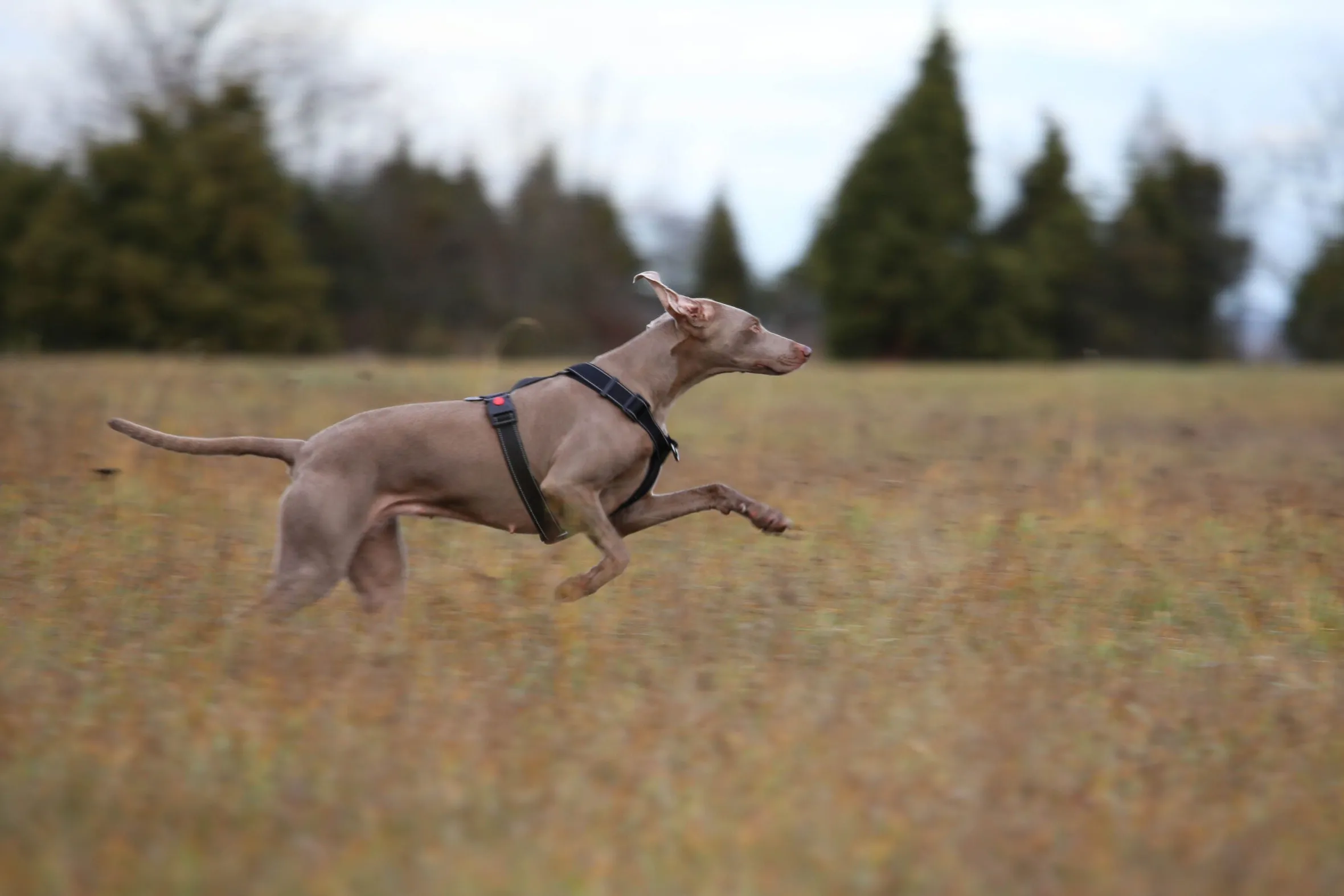 Rukka Pets Form harness