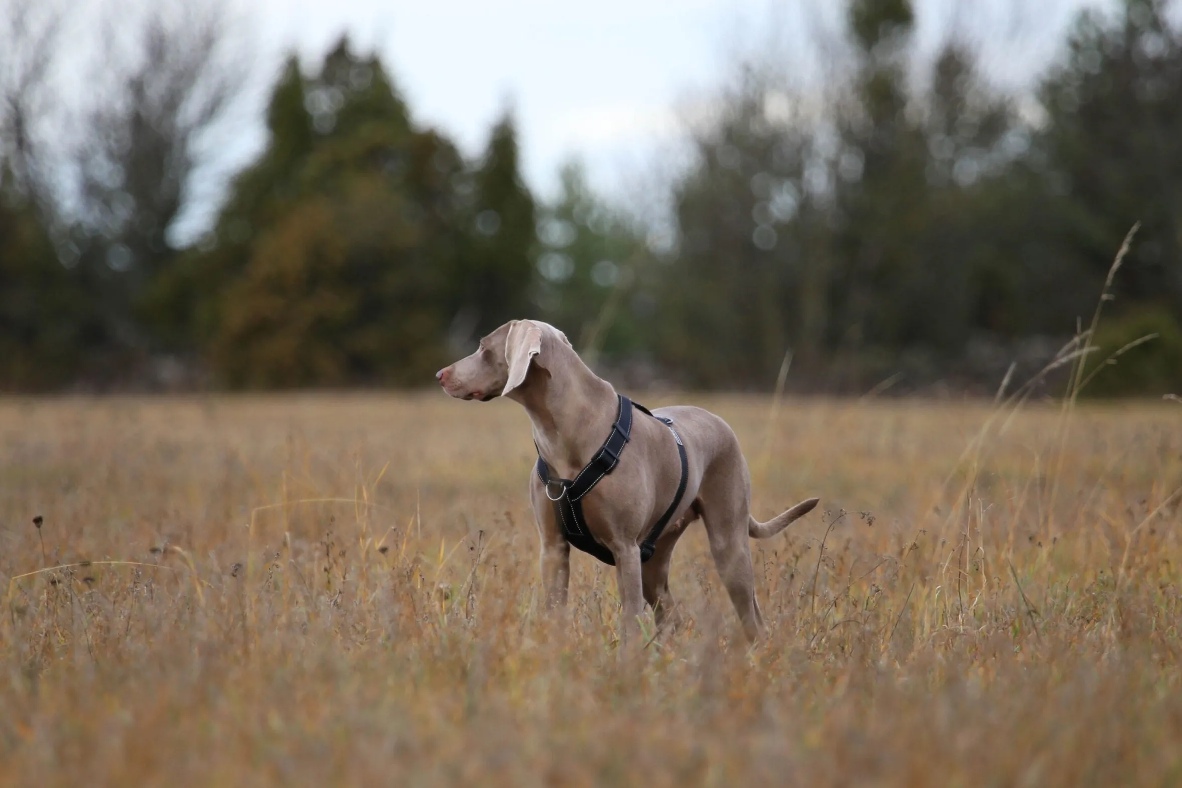 Rukka Pets Form harness