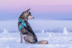 Rukka Pets Form harness