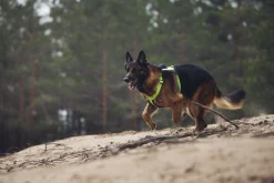 Rukka Pets Form neon harness