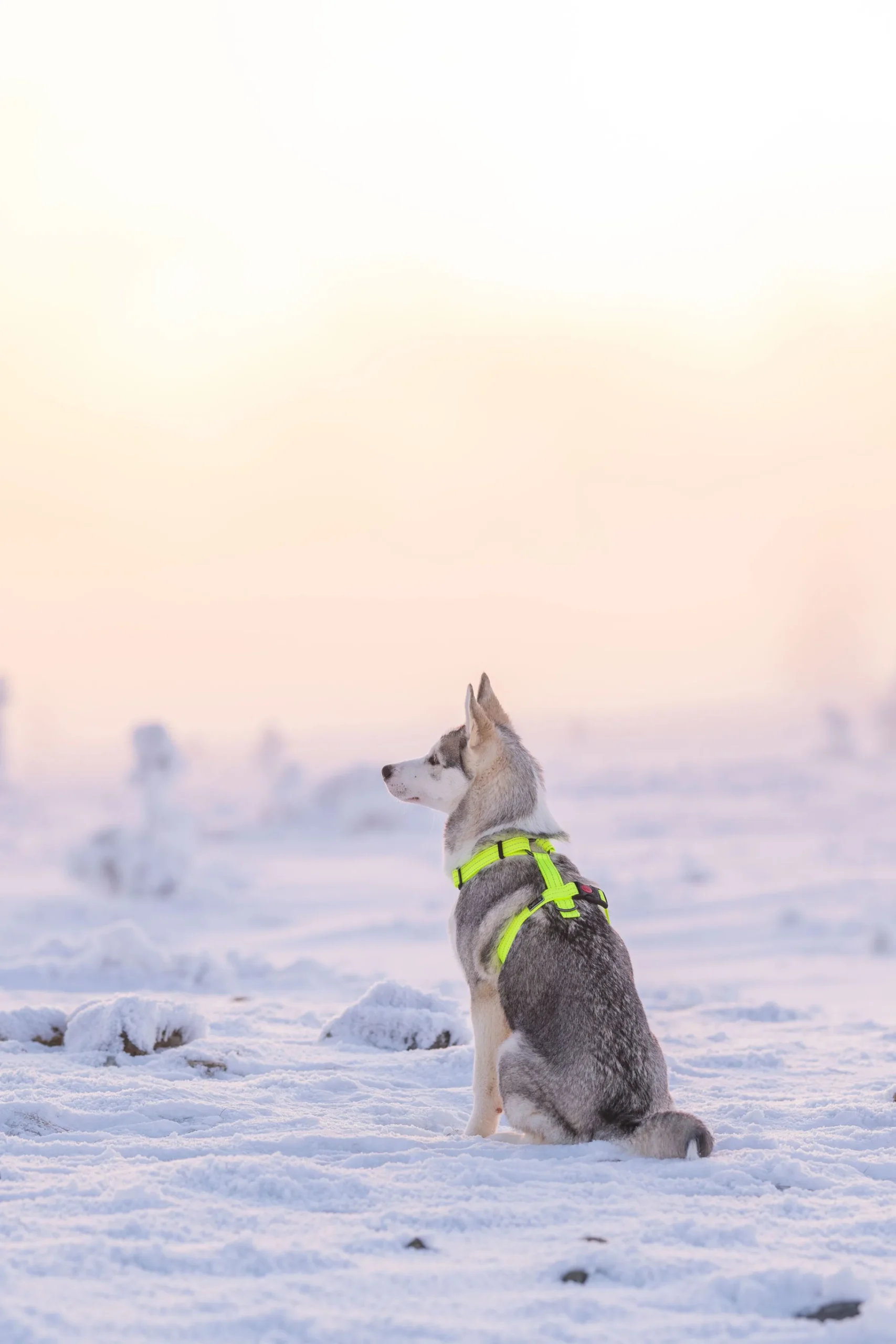 Rukka Pets Form neon harness