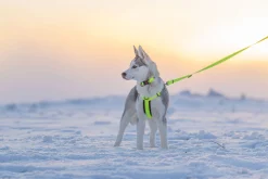Rukka Pets Form neon harness