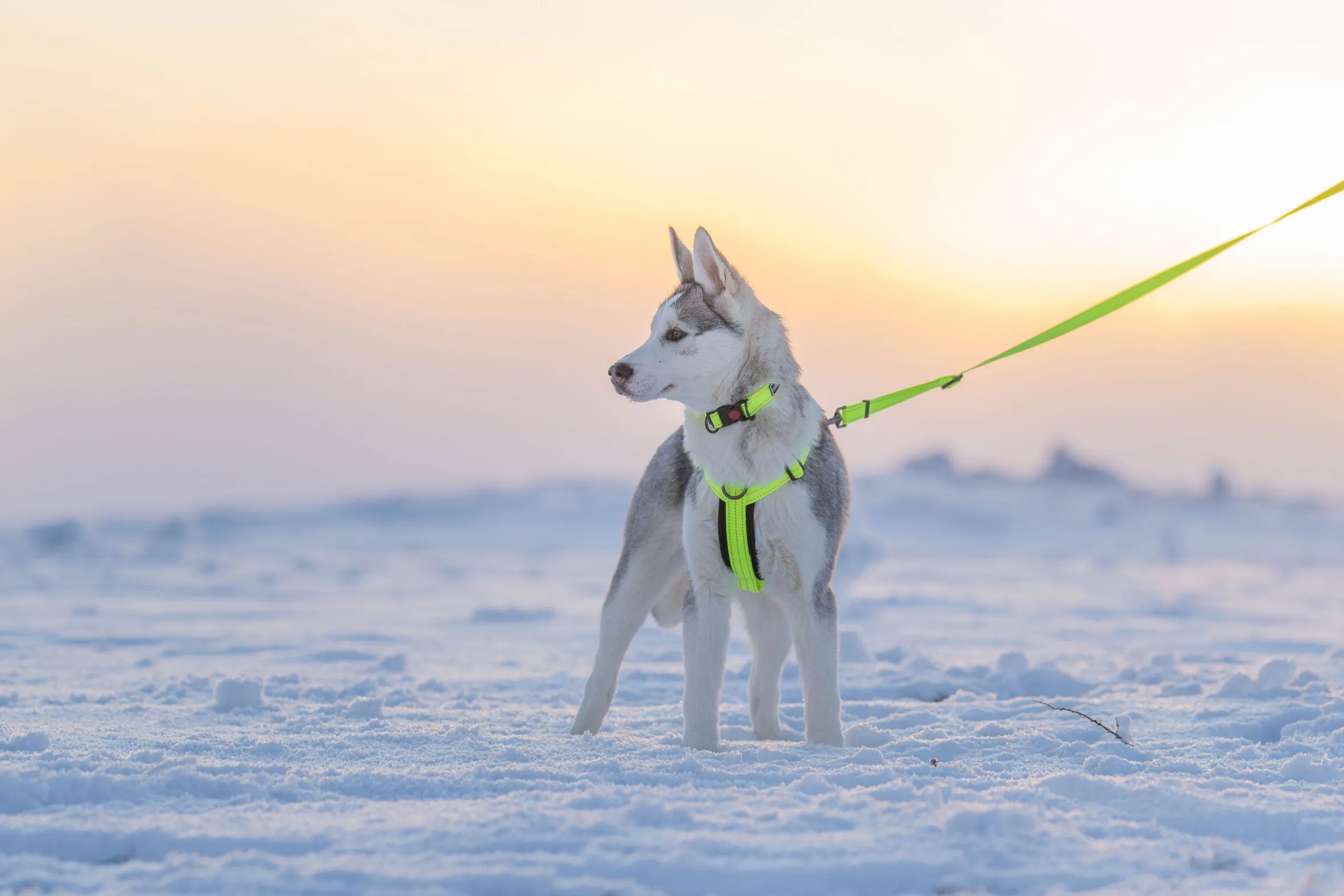 Rukka Pets Form neon harness