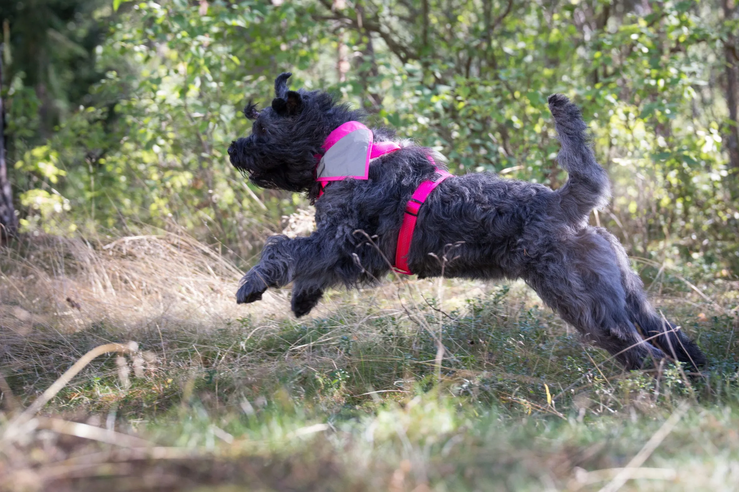 Rukka Pets Form neon harness
