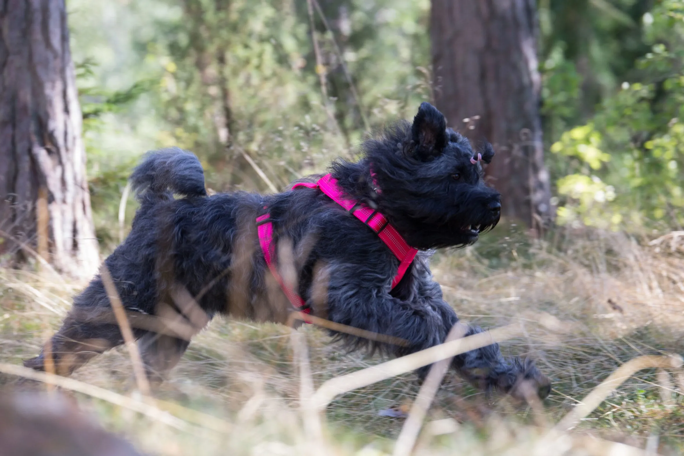 Rukka Pets Form neon harness