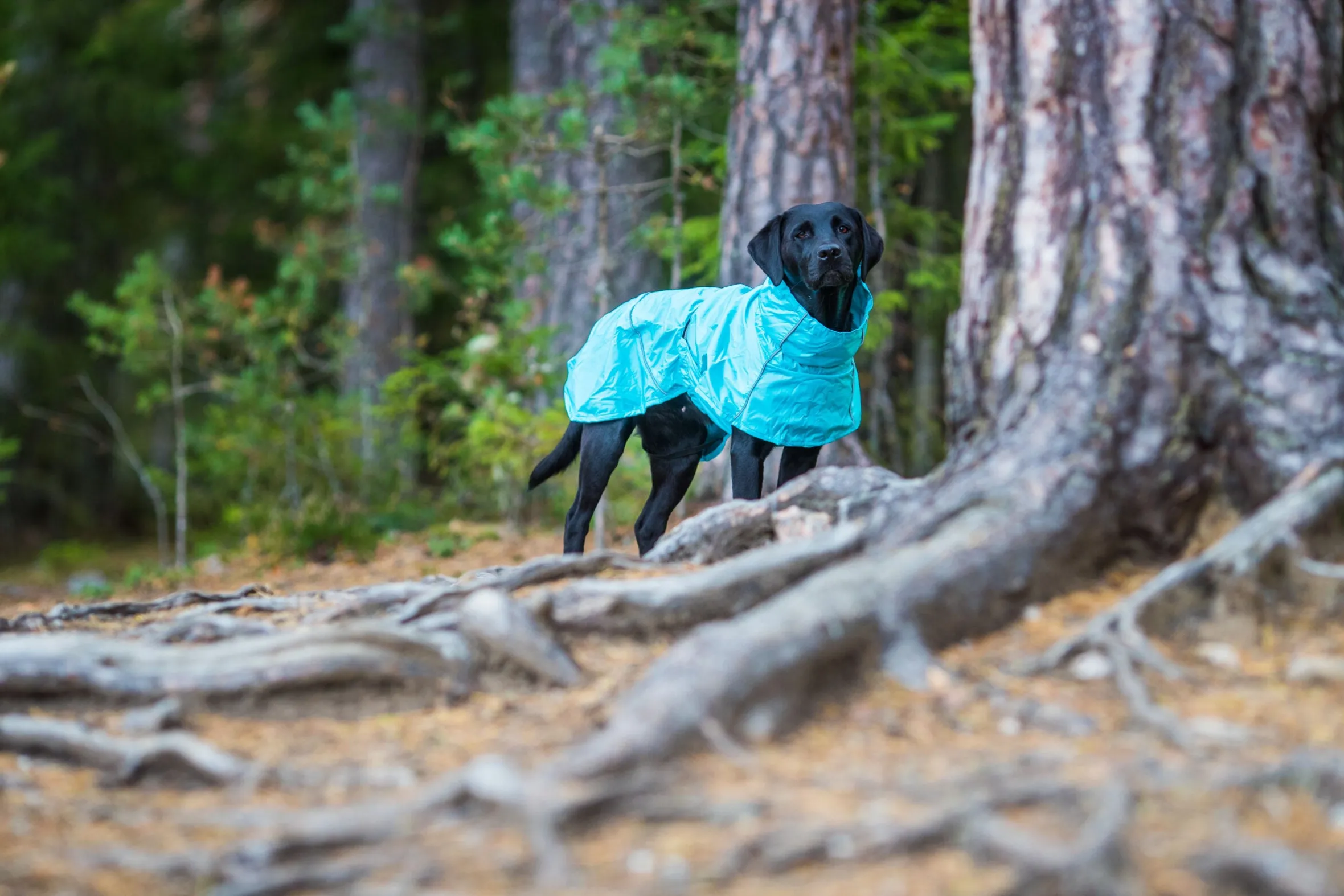 Rukka Pets Hase raincoat