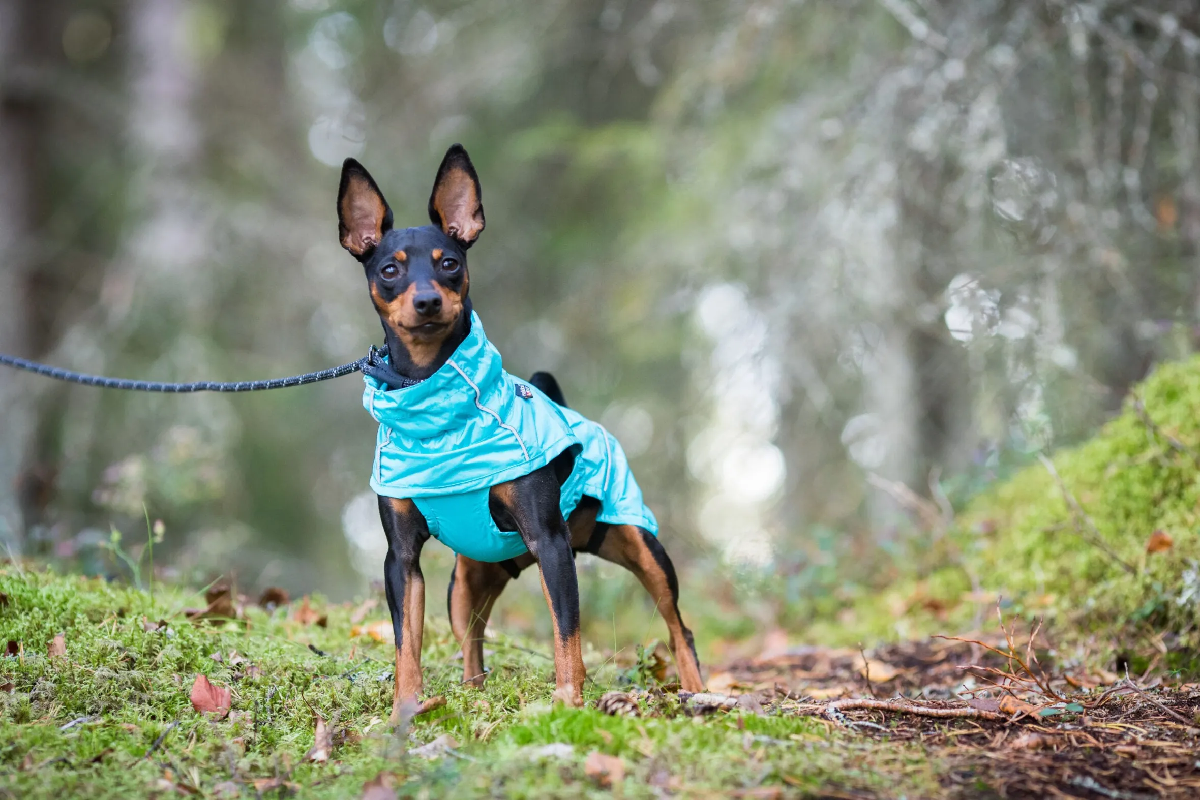 Rukka Pets Hase raincoat