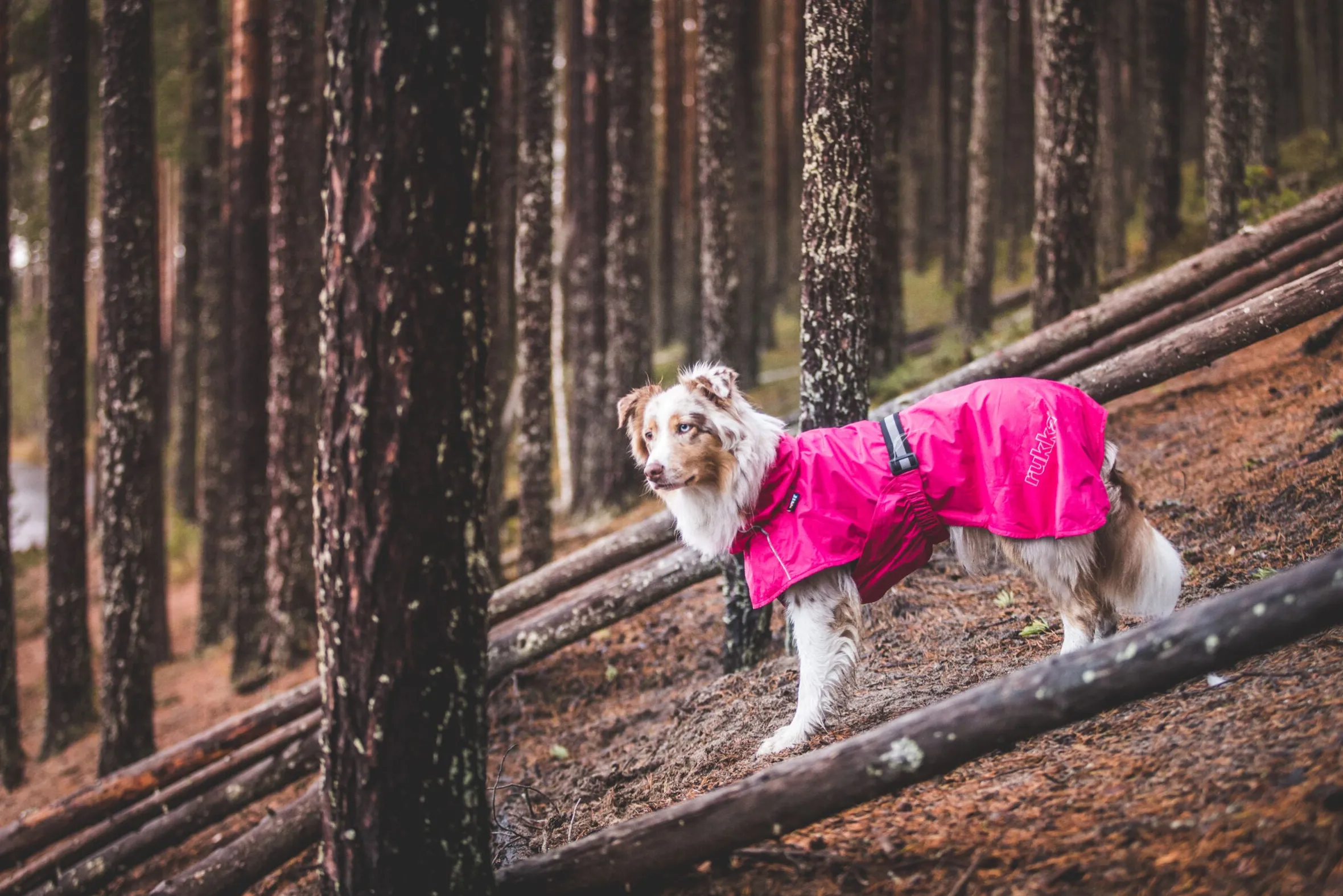 Rukka Pets Hase raincoat