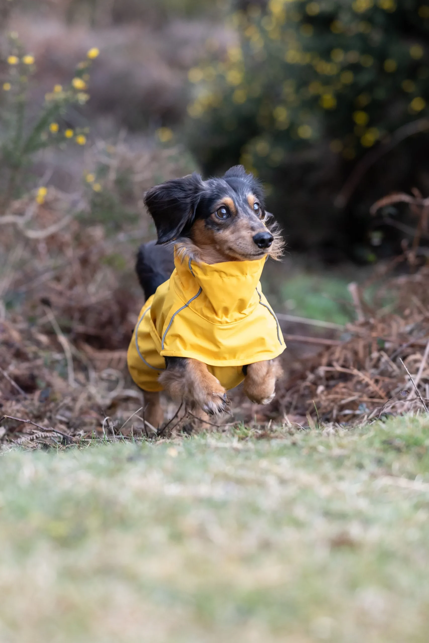 Rukka Pets Hayton x raincoat
