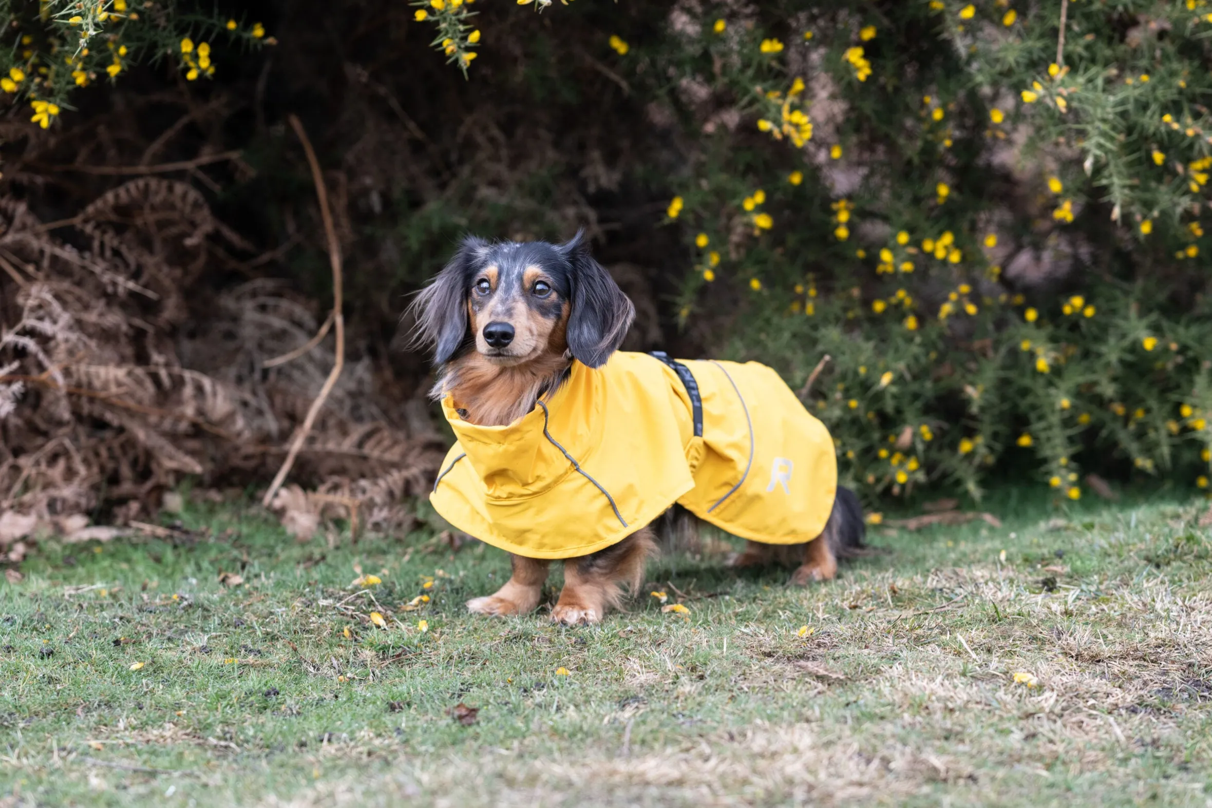 Rukka Pets Hayton x raincoat